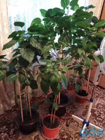 Продам цветы, фотография 2