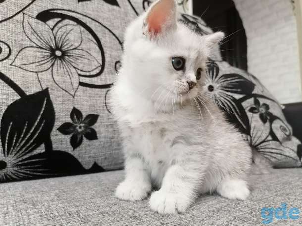 Котёнок, фотография 3