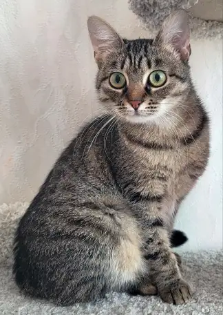 Котенок подросток Манюня, фотография 6