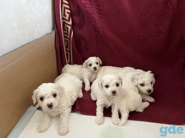 Продаются щенки породы Бишон Фризе, фотография 2