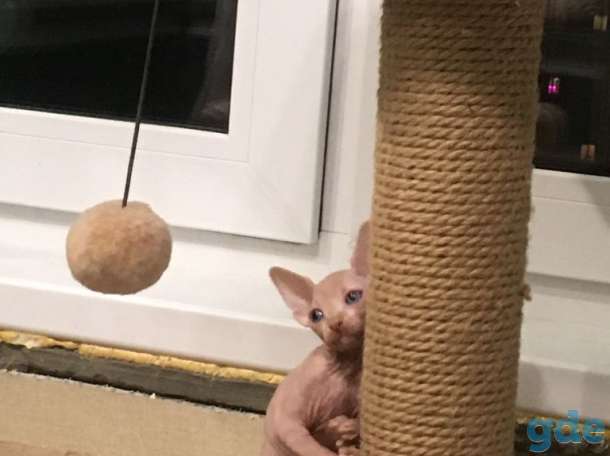 Котята канадского сфинкса, фотография 2