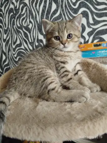 Шотландские котята, фотография 4