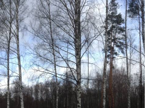продам лес на корню, фотография 6