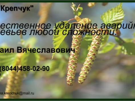 Удаление аварийных деревьев и веток, фотография 2