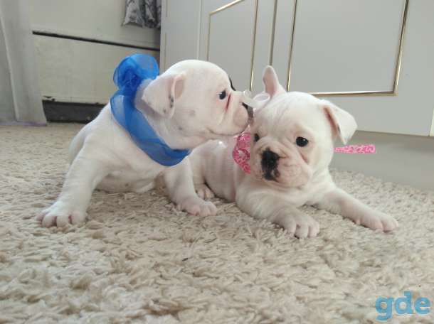 Шикарные Девочка и Мальчик French Bulldogi, фотография 3