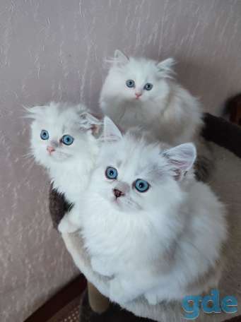 Котята шотландские, фотография 3