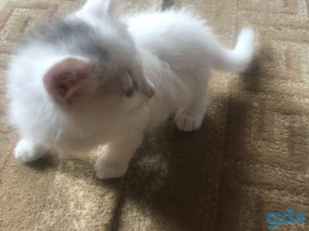 котята в дар, фотография 2