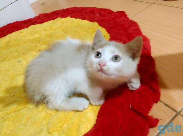 Котята, фотография 5