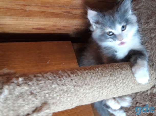 Котята в добрые руки., фотография 4