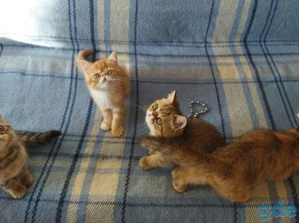 Котята экзоты, фотография 5