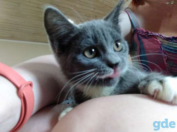 Милые котята, фотография 3