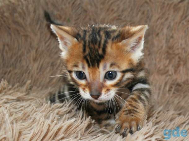 Бенгальская кошечка, фотография 3