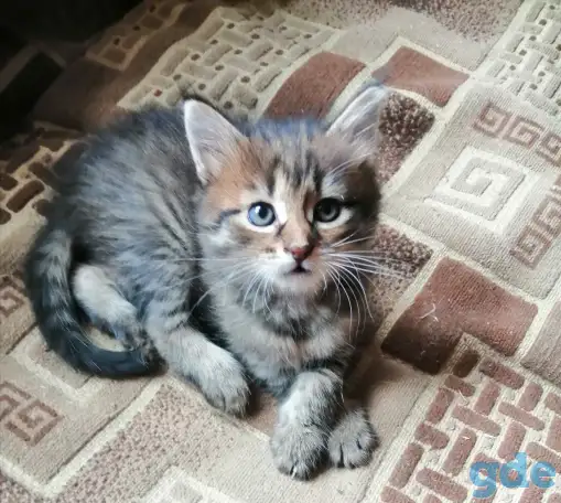 Котята в дар, фотография 2