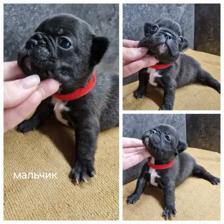 Щенки французского бульдога, фотография 6