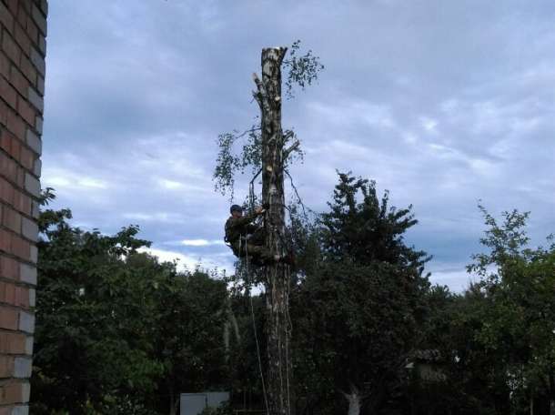 Спил деревьев, фотография 1