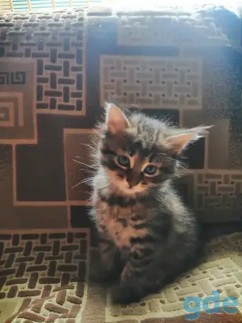 Котята в дар, фотография 4