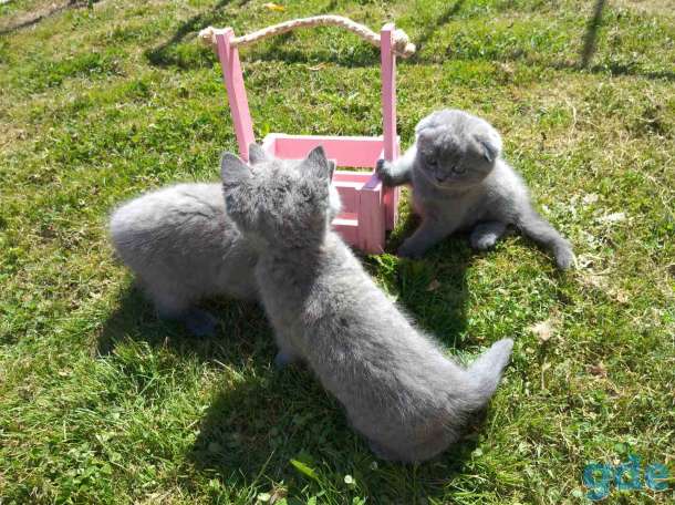 Шотландские котята, фотография 7