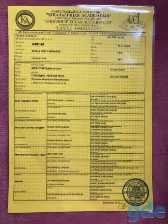 Предлагаю к продаже щенков Вельш Корги Пемброк, фотография 5