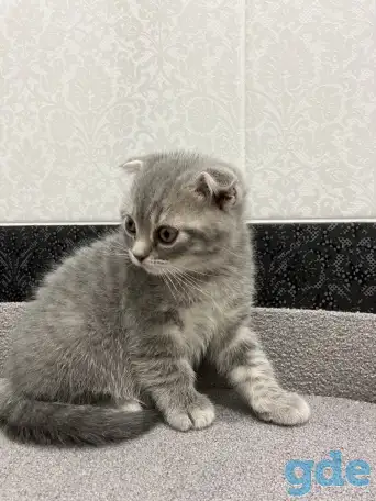 Шотландские котята, фотография 2