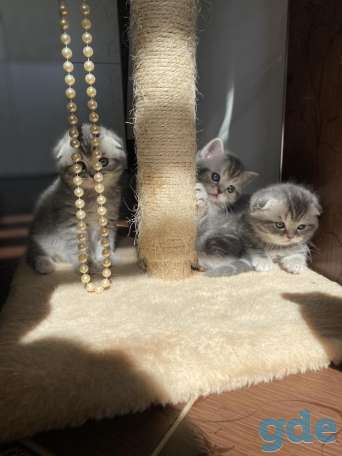 Шотландские котята, фотография 4