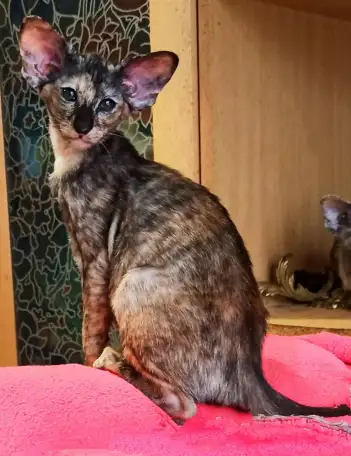 Ориентальные котята, фотография 10
