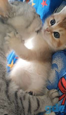 Шотланские и хайленд фолд котята, фотография 5