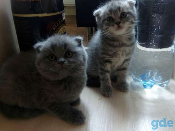 Продам замечательных котят, фотография 3
