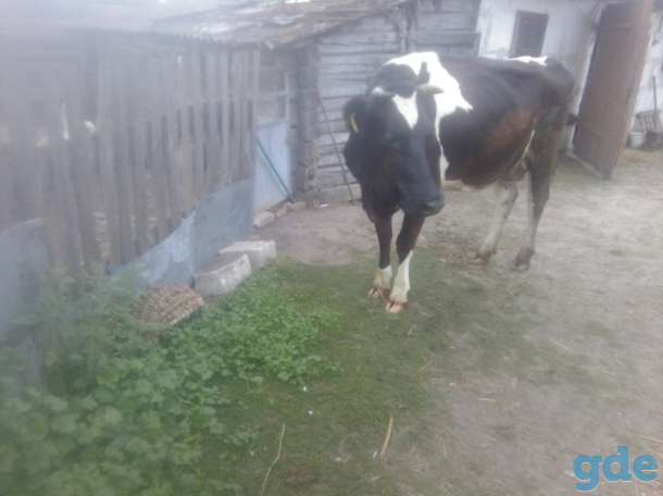 Продам коров, фотография 1