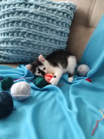 Котята в добрые руки, фотография 7