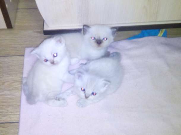 Британские котята, фотография 2