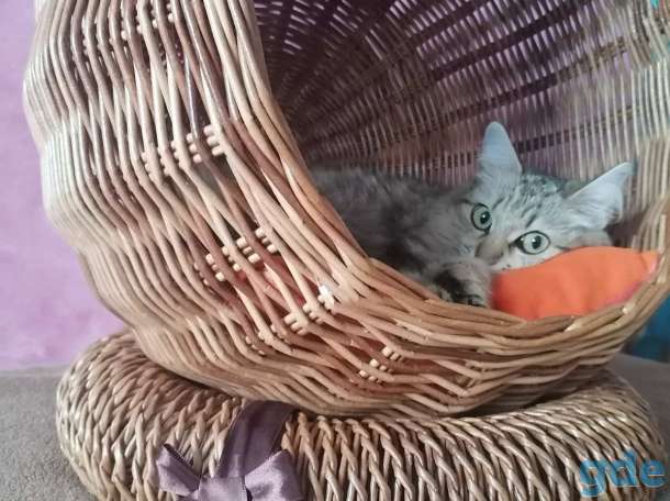 домик для кота из бумажной лозы, фотография 2