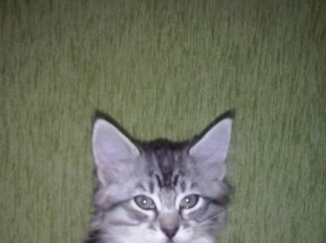 Котята в дар, фотография 1
