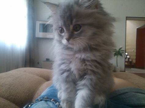 Шотландский вислоухий котёнок, фотография 1