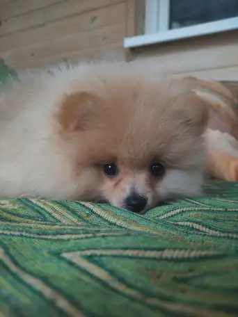 Продам щенков померанского шпица, фотография 1