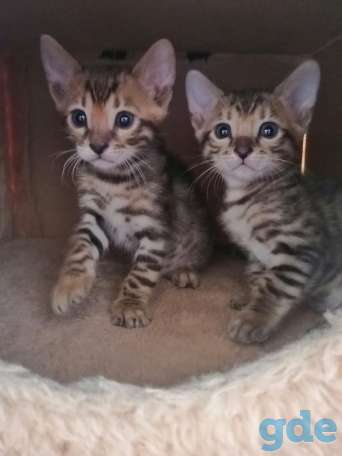 Бенгальские котята, фотография 3