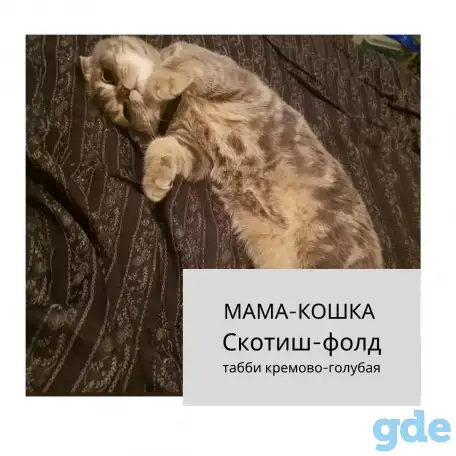 Продам шотландских  котят, фотография 5