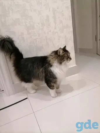 Кот Тоша в добрые руки!, фотография 2