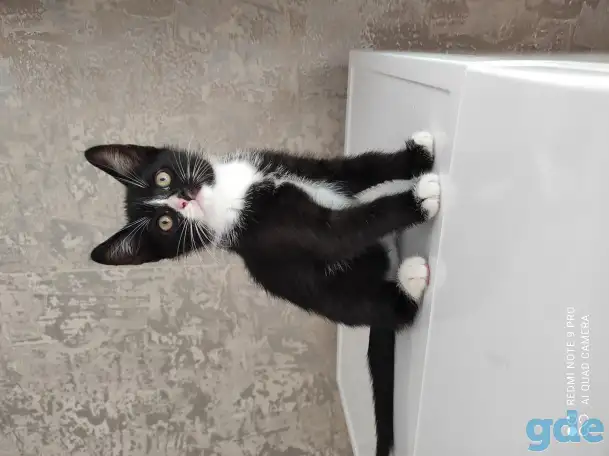 продаются котята, фотография 5