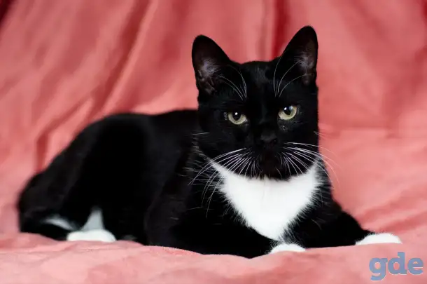 Котик в дар, фотография 4