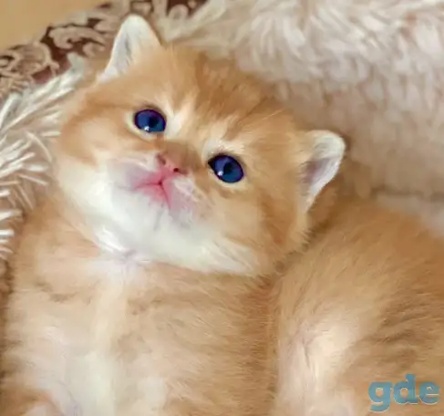 ЗОЛОТАЯ ШИНШИЛЛА шотландские котята, фотография 1
