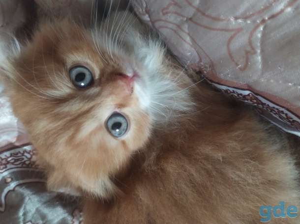 Котята, фотография 1