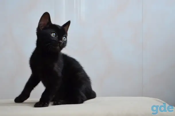 Бенгальские котята из питомника, фотография 8