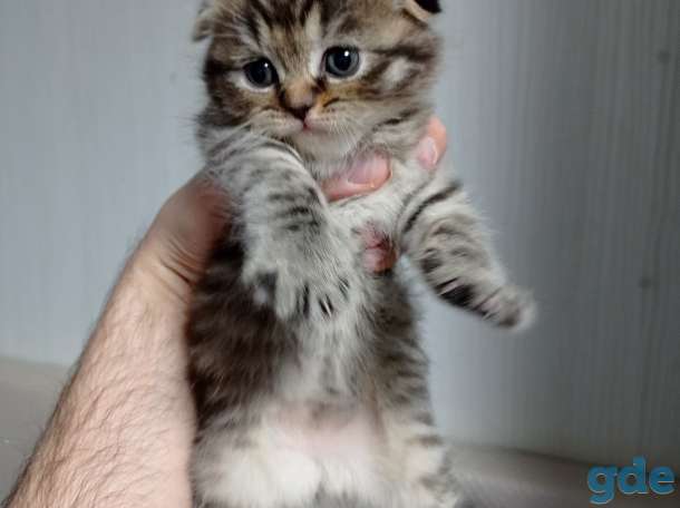 Шотландский вислоухий котенок, фотография 8