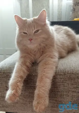 Подарю котика, фотография 2