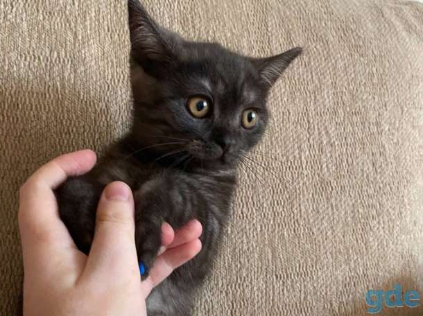 Британский короткошерстый котенок, фотография 2