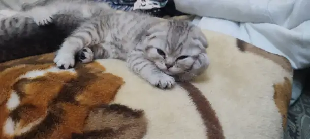 Шотландский котята, фотография 7