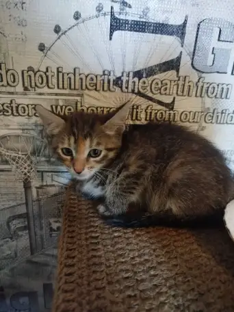 Котята в хорошие руки, фотография 4