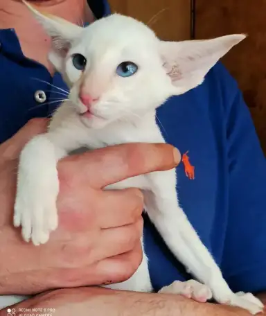 Ориентальные котята. Ушастое счастье, фотография 5