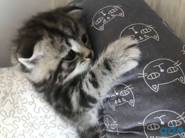 Шотландские котята, фотография 3