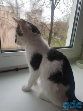 Отдам котёнка в добрые руки, фотография 5